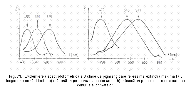 Text Box: 
Fig. 71. Evidentierea spectrofotometrica a 3 clase de pigmenti care reprezinta extinctia maxima la 3 lungimi de unda diferite: a) masuratori pe retina carasului auriu; b) masuratori pe celulele receptoare cu conuri ale primatelor.

